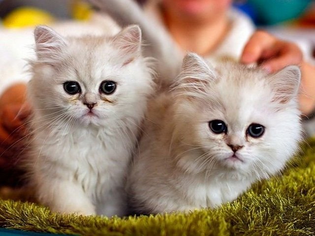 Породы кошек в Беднодемьяновске | ЗооТом портал о животных