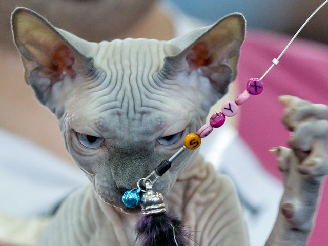 Выставки кошек в Беднодемьяновске | ЗооТом портал о животных