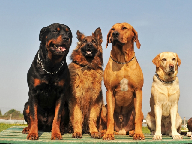 Крупные породы собак в Беднодемьяновске | ЗооТом портал о животных