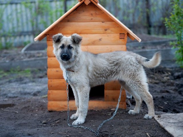Все о собаках в Беднодемьяновске Все о собаках в Беднодемьяновске